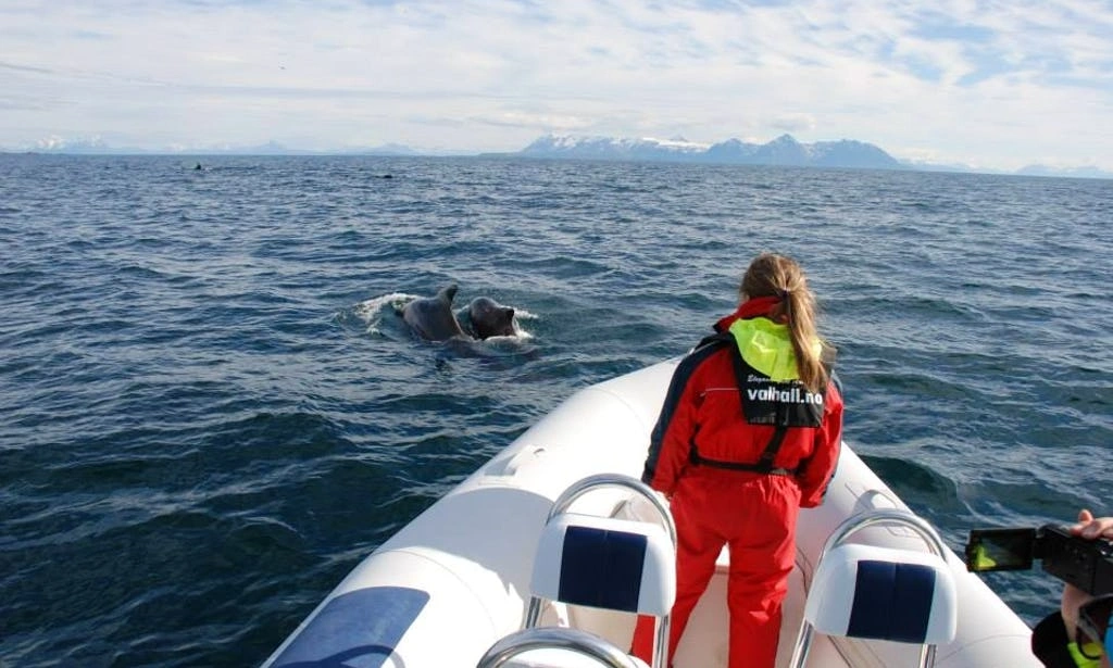 Rip boat in Tromso