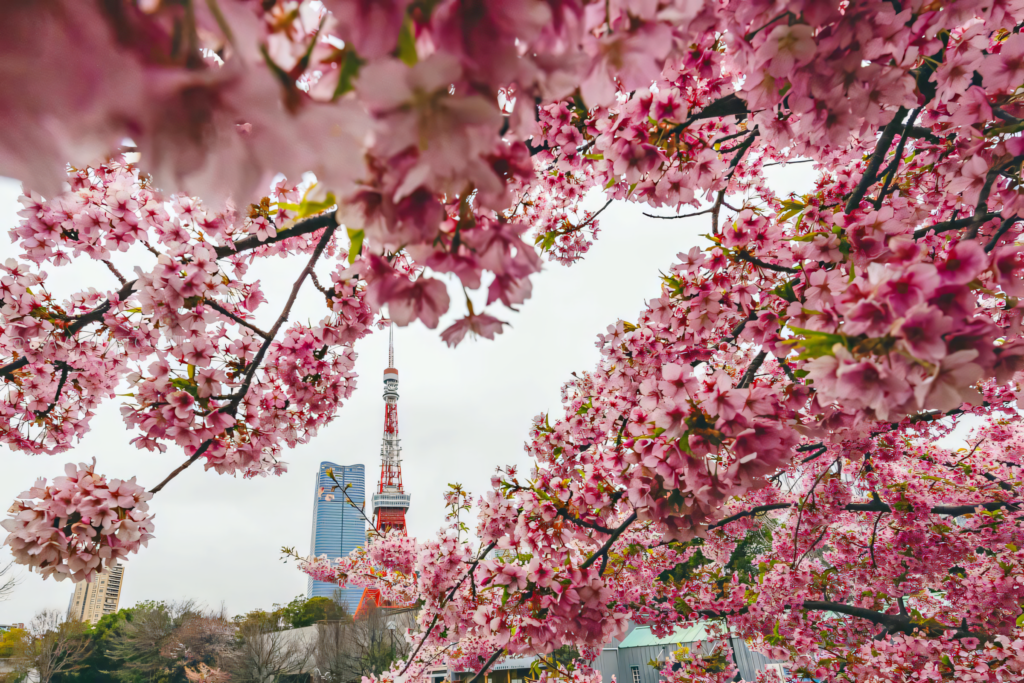 Japan: In the Shade of Sakura