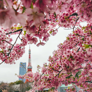 Japan: In the Shade of Sakura