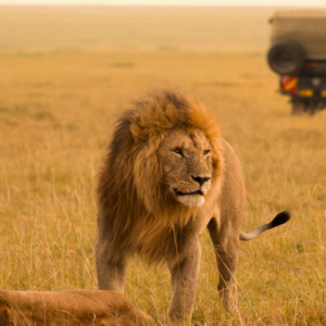 Kenya: Close Encounters of the Wild Kind